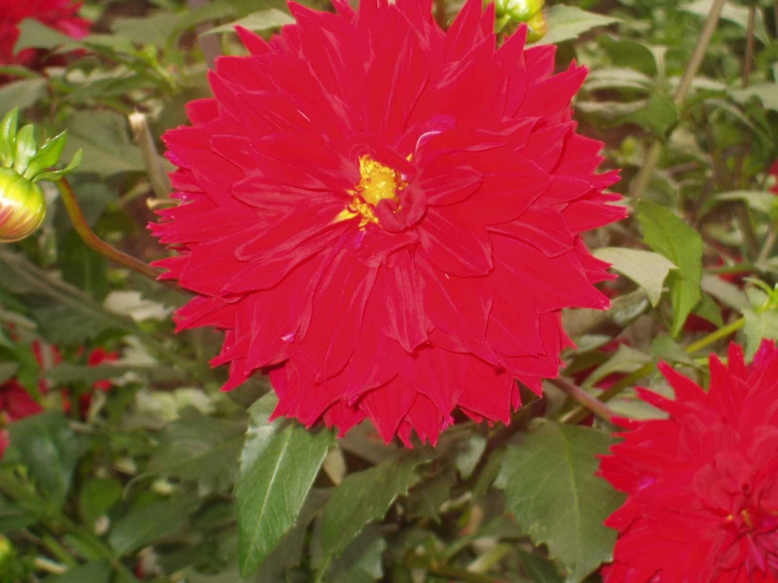 1_Blume